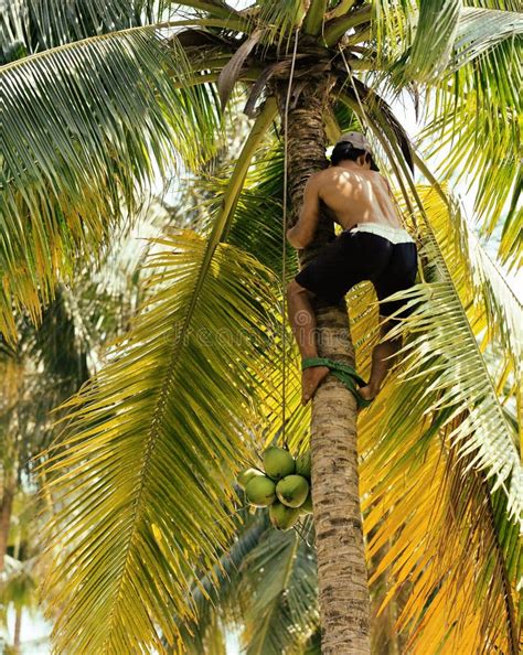 Professional Climber On Coconut Treegathering Coconuts With Rope Stock