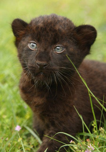 23 Best Images About Baby Panthers On Pinterest Panthers Black