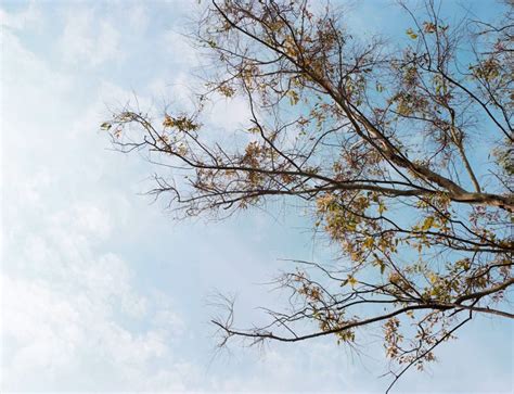 Tree And Leaf Canopy With Blue Sky And Clouds Background Stock Photo