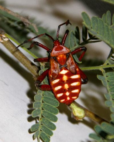 Beautiful Beetles And Pretty Bugs Saddlebag Notes