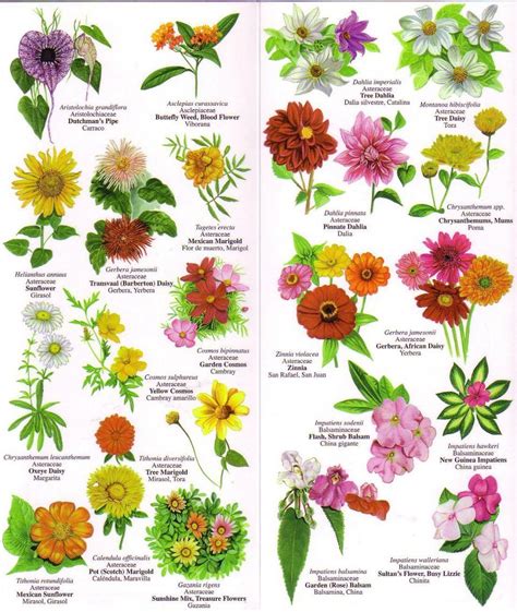 All Flowers Name Flowers Name List Types Of Flowers
