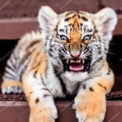 Baby Tiger Portrait Stock Photo By ©olesha 12284791