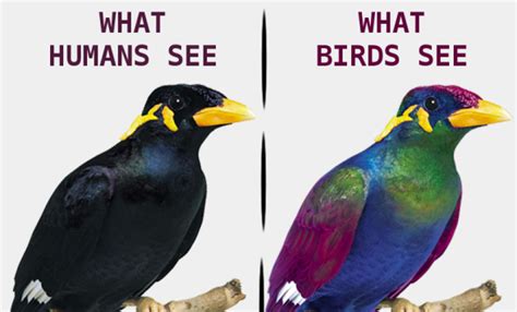 What Is The Use Of Color Vision What Is A Bird Birds Bird
