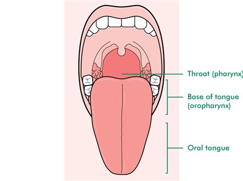 Tongue Cancer Macmillan Cancer Support