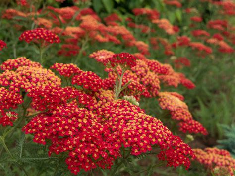 Deer resistant doesn't mean deerproof — it means that someone, somewhere found that deer didn't eat these plants. Top 12 Summer-Blooming Perennials for Deer-Resistant Drama