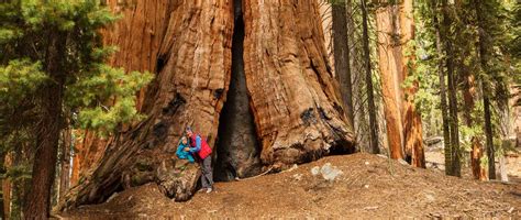 Sekvoje ObrovskÉ Stromy V Yosemite Cestování Po Usa