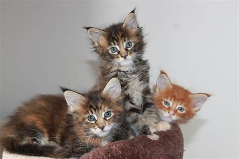 Again featured in cat fancy magazine! Maineline Maine Coon Kittens for Sale | Tamworth ...