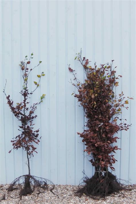 Green Beech Hedging Plants Fagus Sylvatica Hopes Grove Nurseries