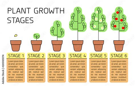 Plant Growth Stages Colorful Infographics Line Art Icons Planting