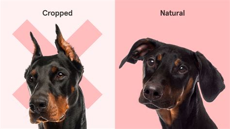 Louisa The Vet On Ear Cropping On Dogs And Why Its So Bad Napo Pet Care