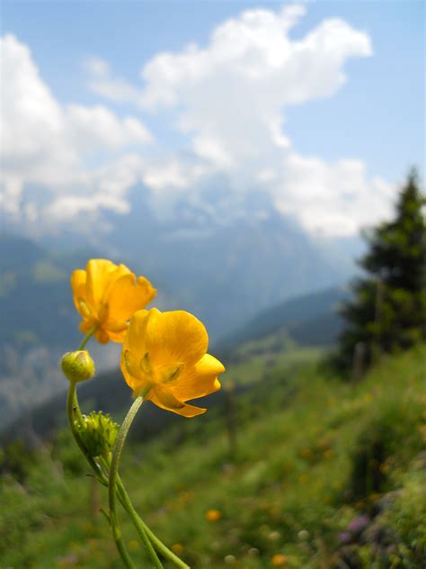 Wild Flower In The Swiss Alps Spring Scenery Swiss Alps Wild Flowers