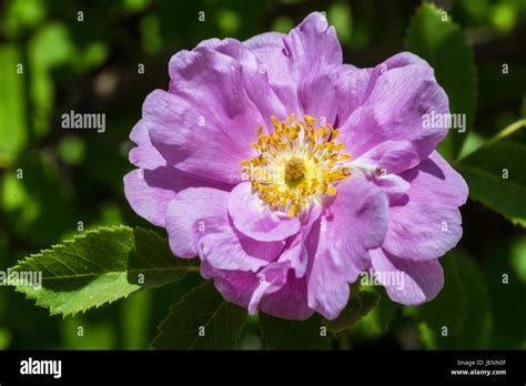 California Wild Rose Stock Photo Alamy