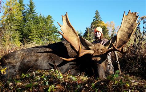 Maine Bull Moose Called Into Range Canoe The Wild