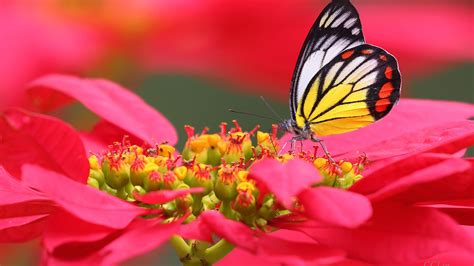 Yellow Black Butterfly On Flower Filament In Red Background 4k Hd