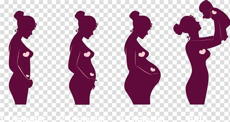 Pregnancy Stages Illustration Pregnancy Childbirth Academic Quarter