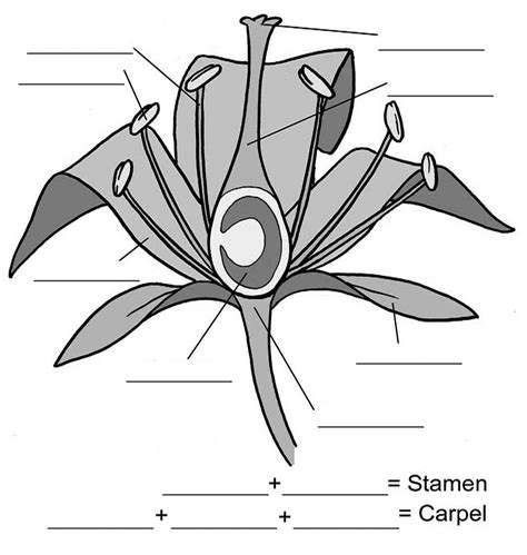 We did not find results for: Flower Structure And Reproduction Coloring Worksheet ...