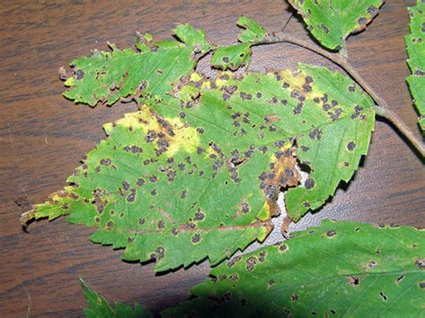 Black spot is caused by the fungus diplocarpon rosae, which survives in rose leaf litter and in infected rose in the disney feature film pirates of the caribbean: What's wrong with my plant? : Garden : University of ...
