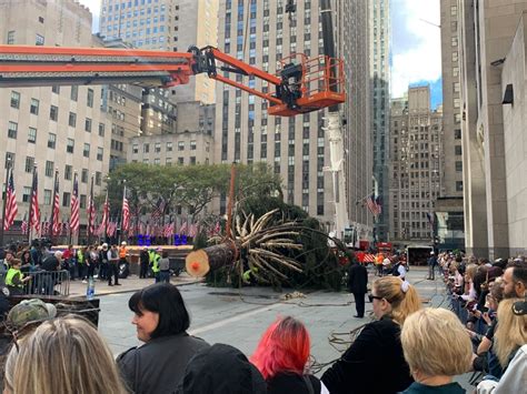 2022 Rockefeller Center Christmas Tree Arrives With No Owls In Sight