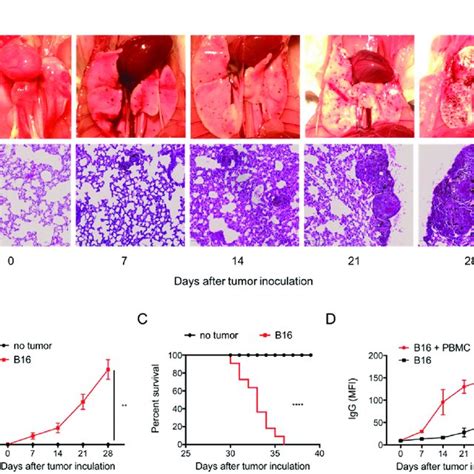 Disseminated Pulmonary Melanoma Metastasis In Allogenic Balbc Mice Download Scientific