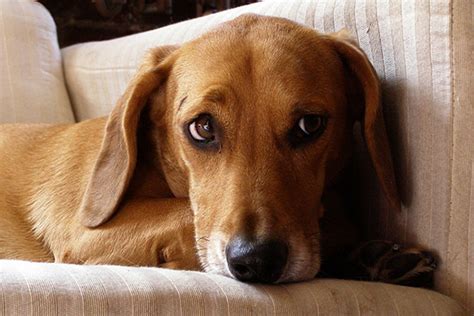 Advice from breed experts to make a safe choice. The Dachshund Beagle Mix: Understanding This Playful Hybrid
