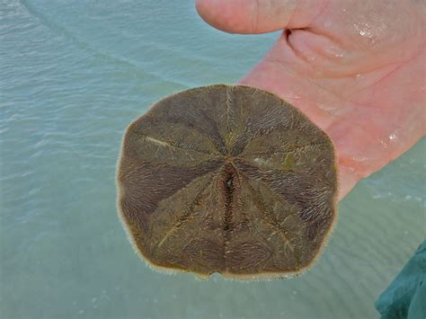 Live Sand Dollar I Love Shelling