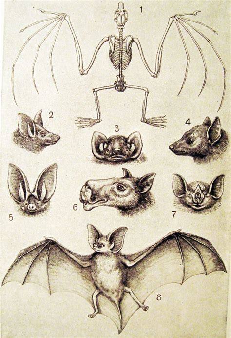 Awesome Vampire Bat Anatomy T Human Anatomy Images