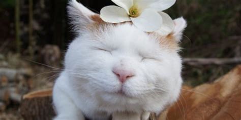 Zen Cat Shironeko Ist Der Entspannteste Kater Im Netz Fotos