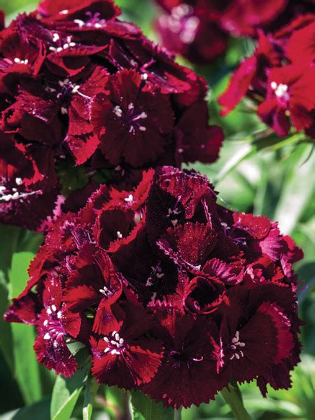 Product Viewer Dianthus Sweet Black Cherry