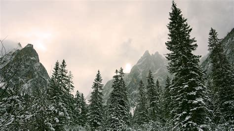 Fir Tree And Rock Mountain With Snow During Winter 4k 5k Hd Nature