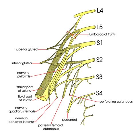Sacral Plexus Anatomy