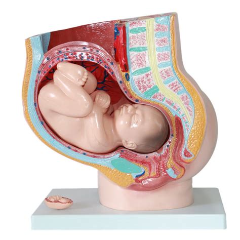Buy Anatomy Model Of Pregnancy Pelvis With Fetus Women Pregnant Pelvis