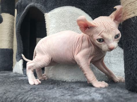 Female Sphynx Kitten For Sale Sphynx Kittens For Sale