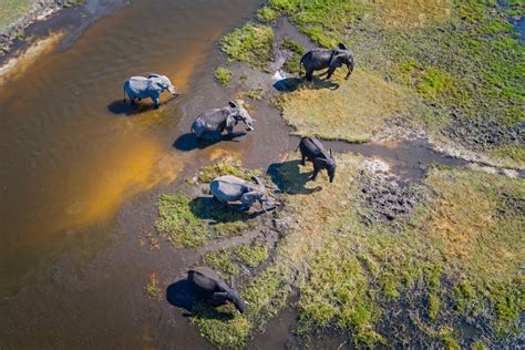 The okavango delta is situated deep within the kalahari basin, and is often referred to as the 'jewel' of the kalahari. Il delta dell'Okavango, Botswana - Lonely Planet