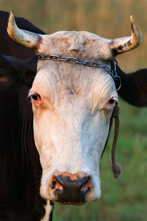 Cow With Horns Stock Photo Image Of Portrait Watching 2987488