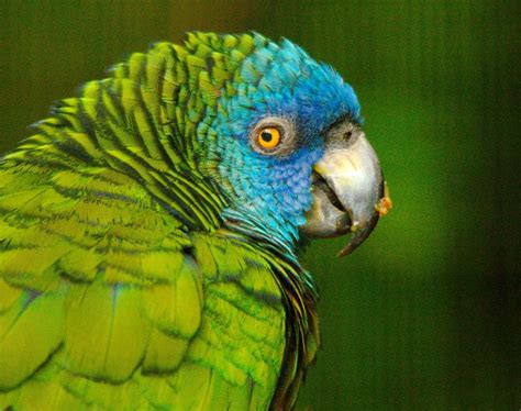 Stunning Saint Lucia Amazon Parrot
