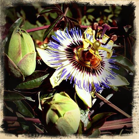 Passion Flower With Bee Passion Flower Flowers Plants