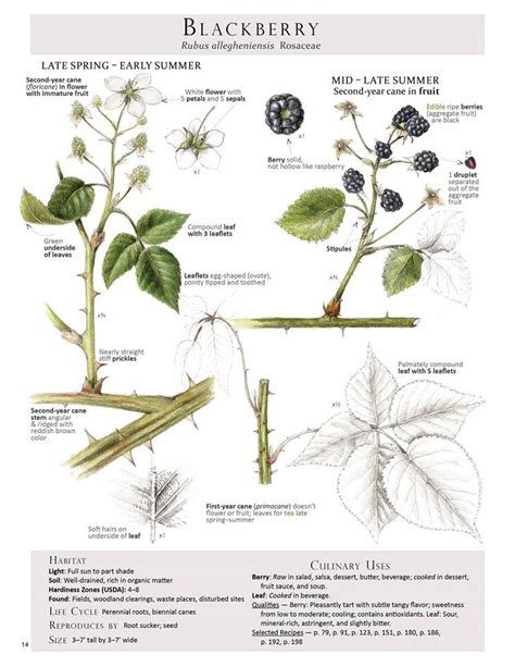 Blackberry Plant Identification Plants Edible Wild Plants