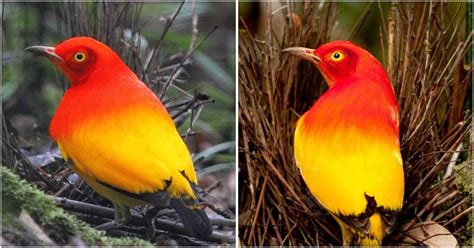 Flame Bowerbird Has The Most Saturated Harmonious Crimson And Vibrant