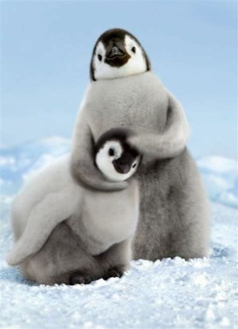 Baby Penguins Playin Penguins I Just Love Em Pinterest