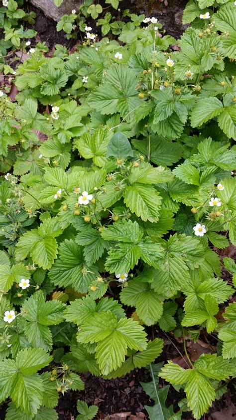 Many weeds are also prized as decorative, edible, or medicinal plants. Weeds that look like strawberry plants. (Pic). — BBC ...
