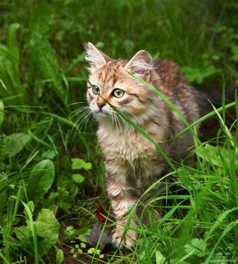Cat Cats Kittens Legendasibiri кот котэ котик котики котята