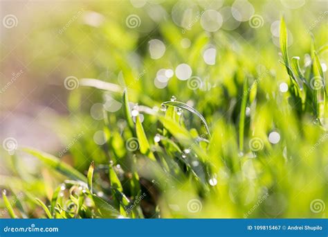 Drops Of Dew On The Green Grass In Nature Macro Stock Image Image Of