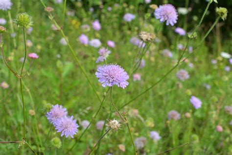 Scabiosa Pincushions Plant Care And Growing Horticulture