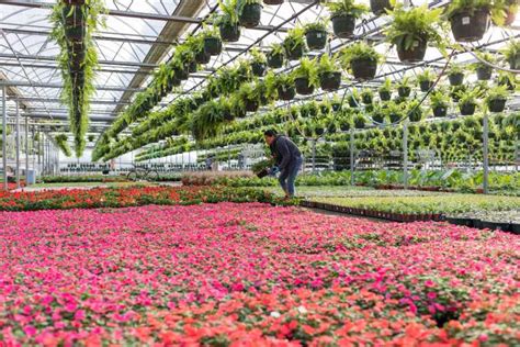 Multiflora Greenhouses Is Reimagining A Greenhouse Business