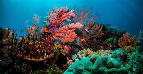 Plummeting Ocean Oxygen Levels Threaten Marine Life Daily Sabah