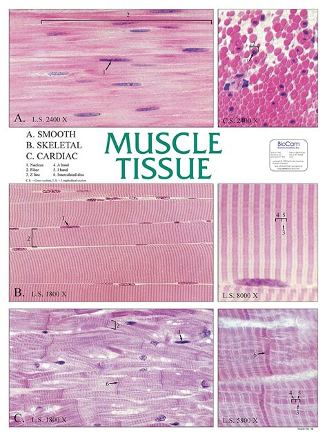Muscle Tissue Chart Flinn Scientific