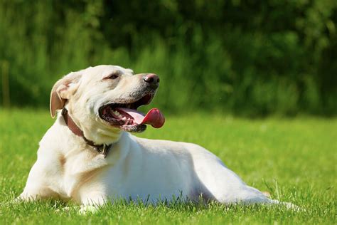 Dog Heat Exhaustion What You Need To Know