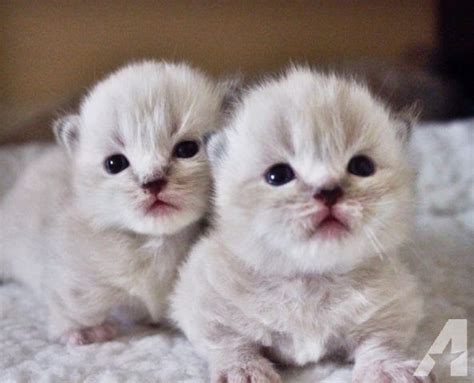 Baby Munchkin Cat For Sale Cats Blog