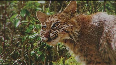 More Bobcats Spotted In Western Massachusetts Youtube