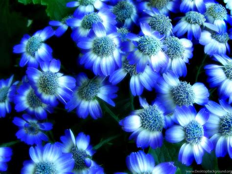 Blue Flower Hd Wallpaper Desktop Background